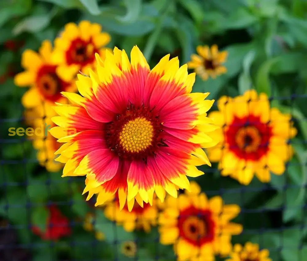 Yellow Red Aristata Flower Seeds For Garden Planting Vibrant Blooms