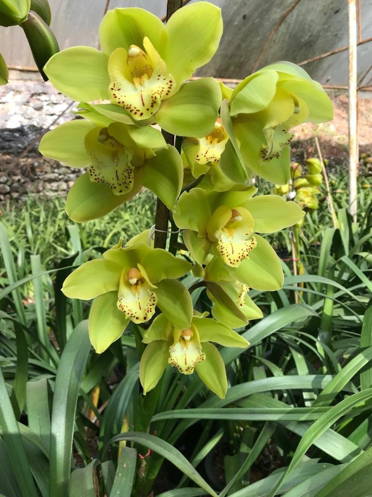 Cream Cymbidium Flower seeds for Planting - Pollinator Friendly, Heirloom & GMO Free Seeds for Home Garden