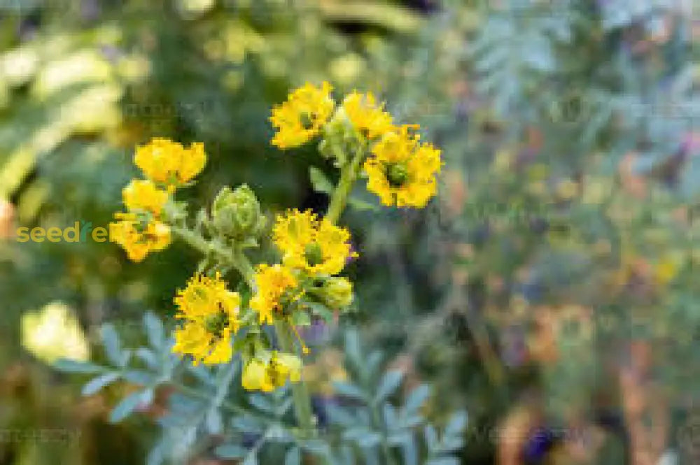 Yellow Ruta Graveolens Flower Planting Seeds Brighten Your Garden With Vibrant Flowers