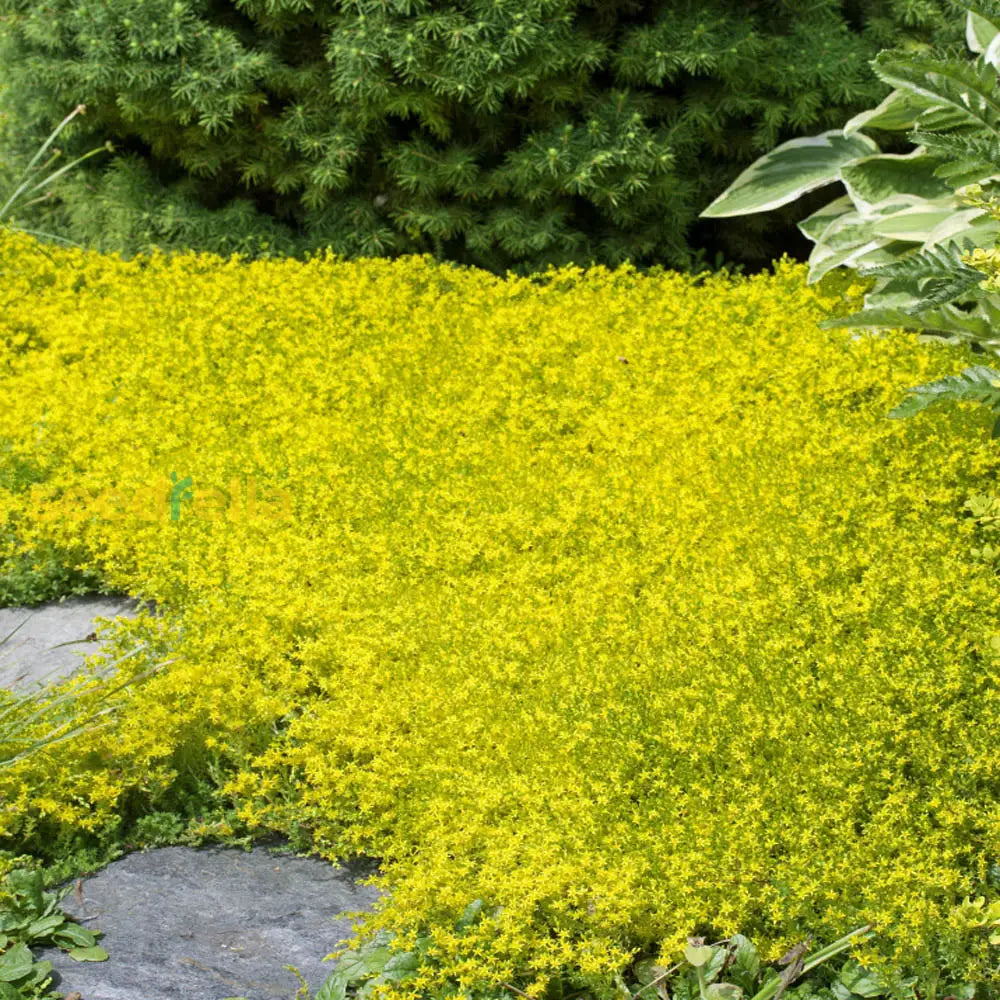Yellow Sedum Plant Seeds Planting