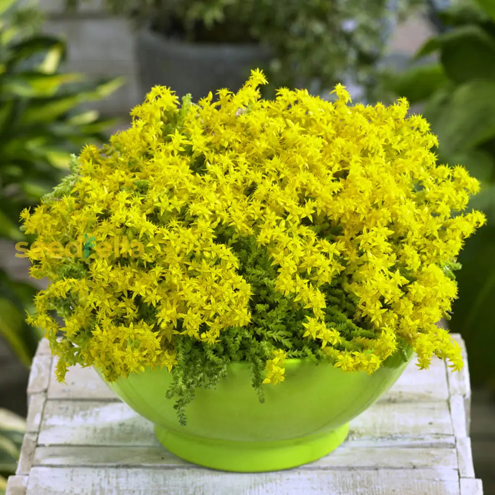 Yellow Stonecrop seeds for vibrant garden blooms