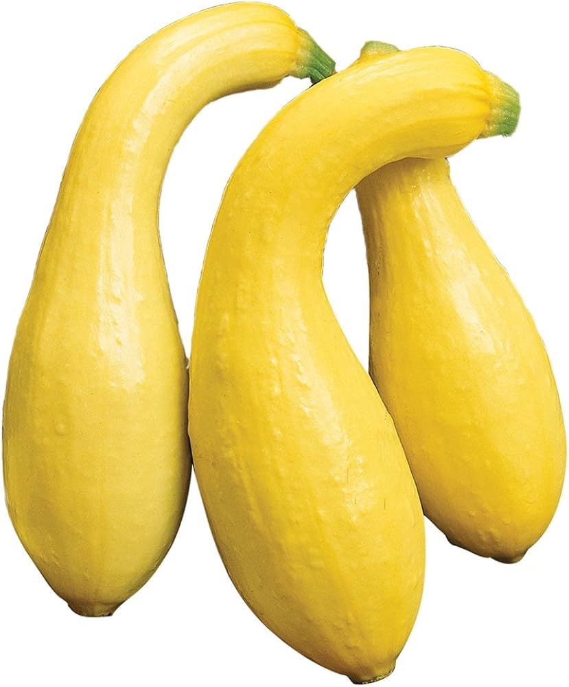 Yellow summer squash seeds for home gardens