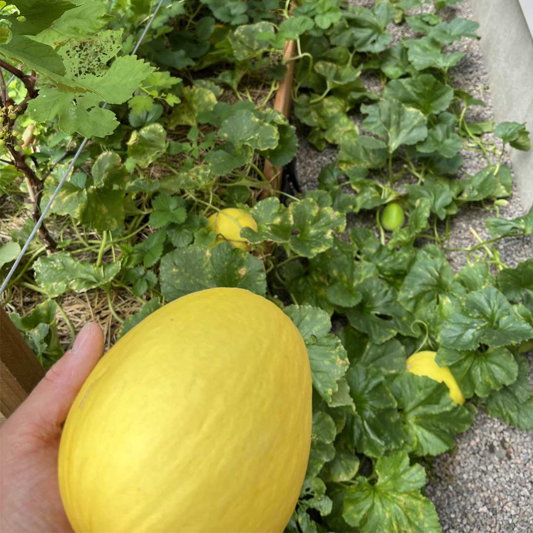 Yellow Muskmelon Fruit Planting Seeds