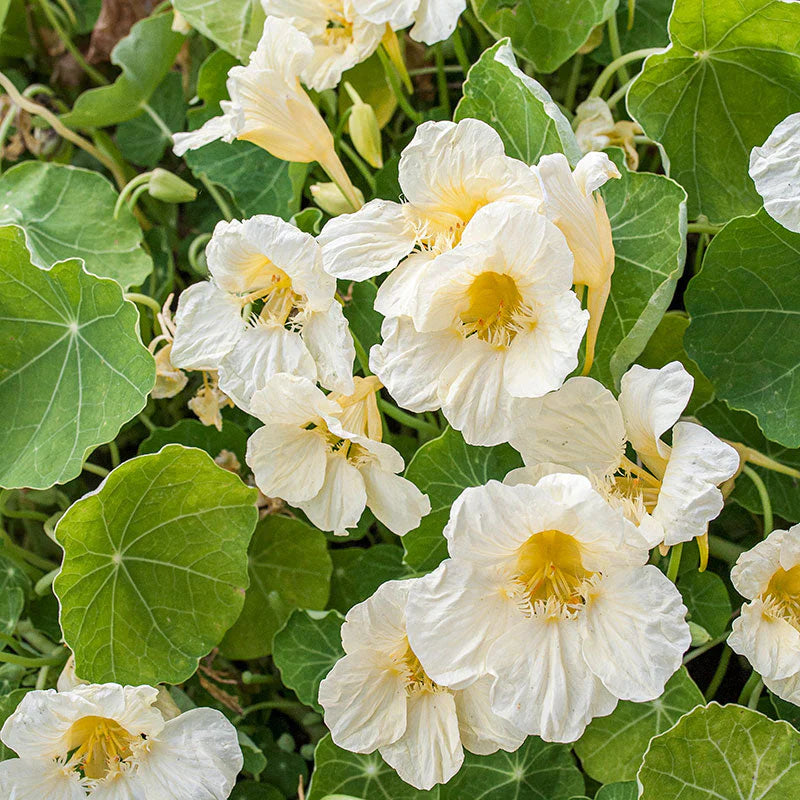 Yellow White Flowering Milkmaid Seeds – Non-GMO Garden Plant