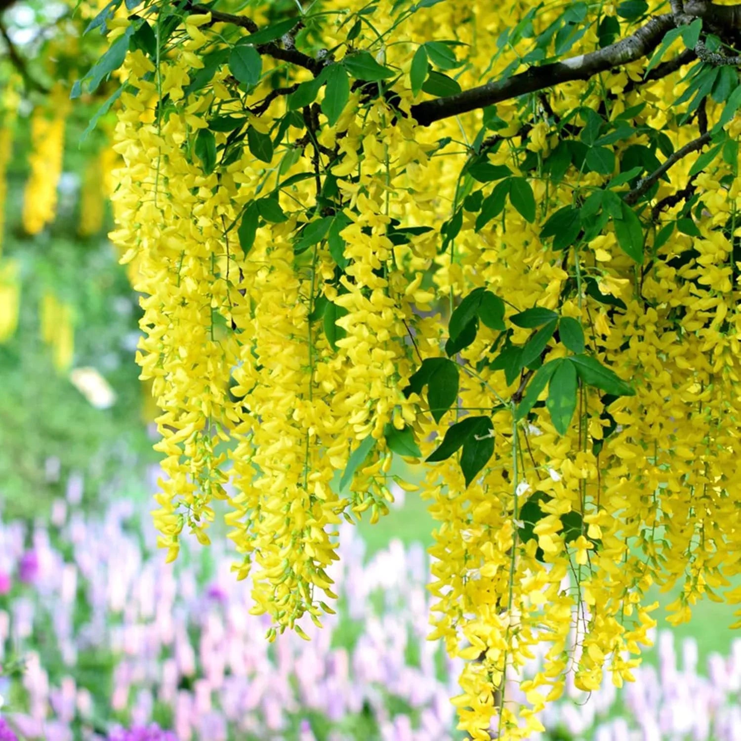 Yellow Wisteria Flower Seeds – Golden Cascading Garden Blooms