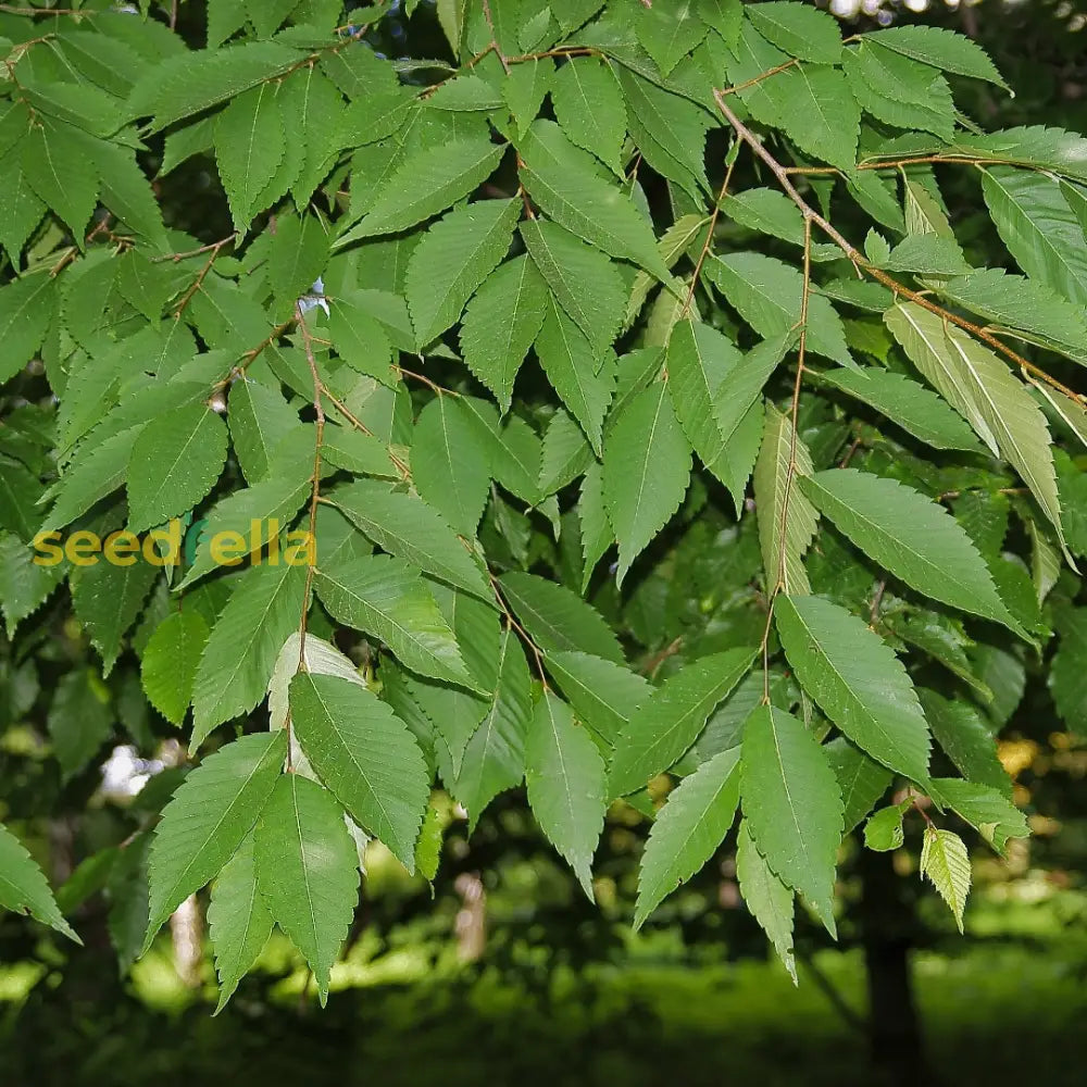 Yellow Zelkova Tree Seeds Planting Guide
