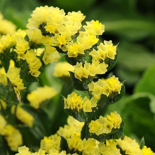 Yellow Statice Flower seeds for Planting - Premium Quality, Heirloom & GMO Free Seeds for Home Garden