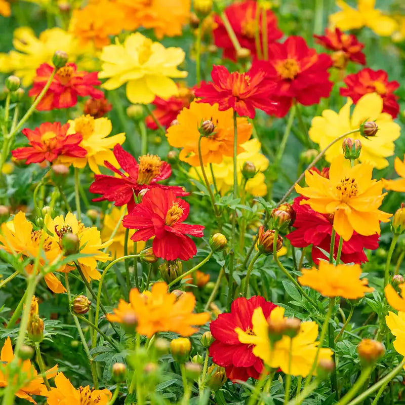 Organic Cosmos sulphureus Seeds – Golden Annual Wildflower Variety