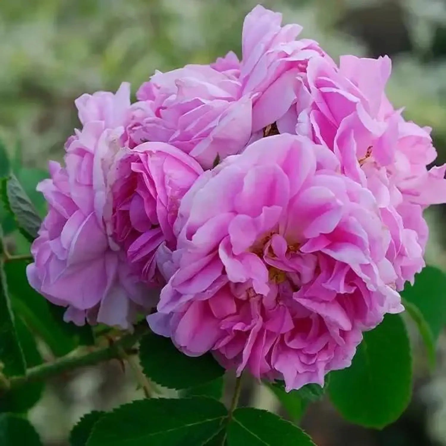 Charles de Mills Flower seeds for Planting - Wildflower Mix, Heirloom & GMO Free Seeds for Home Garden