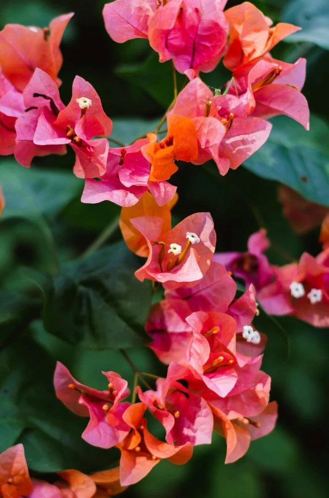 Orange Pink Bougainvillea Flower seeds for Planting Wildflower Mix Heirloom & GMO Free Seeds for Home Garden
Sale for planting in home garden