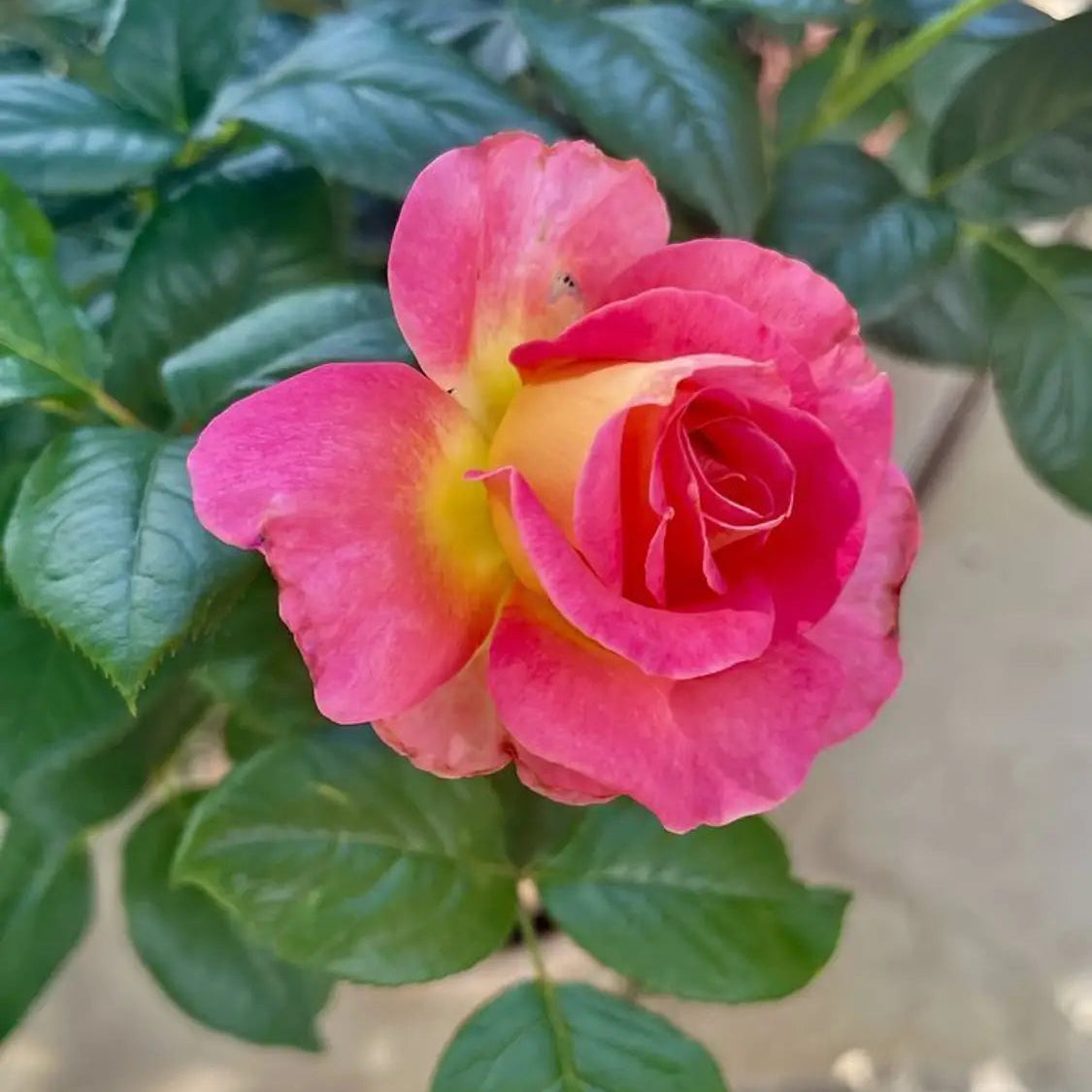 Tricolour Rose Standard Flower seeds for Planting - Colorful Display, Heirloom & GMO Free Seeds for Home Garden