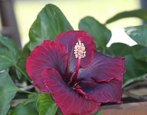 Purple Maroon Hibiscus Flower seeds for Planting - Colorful Display, Heirloom & GMO Free Seeds for Home Garden