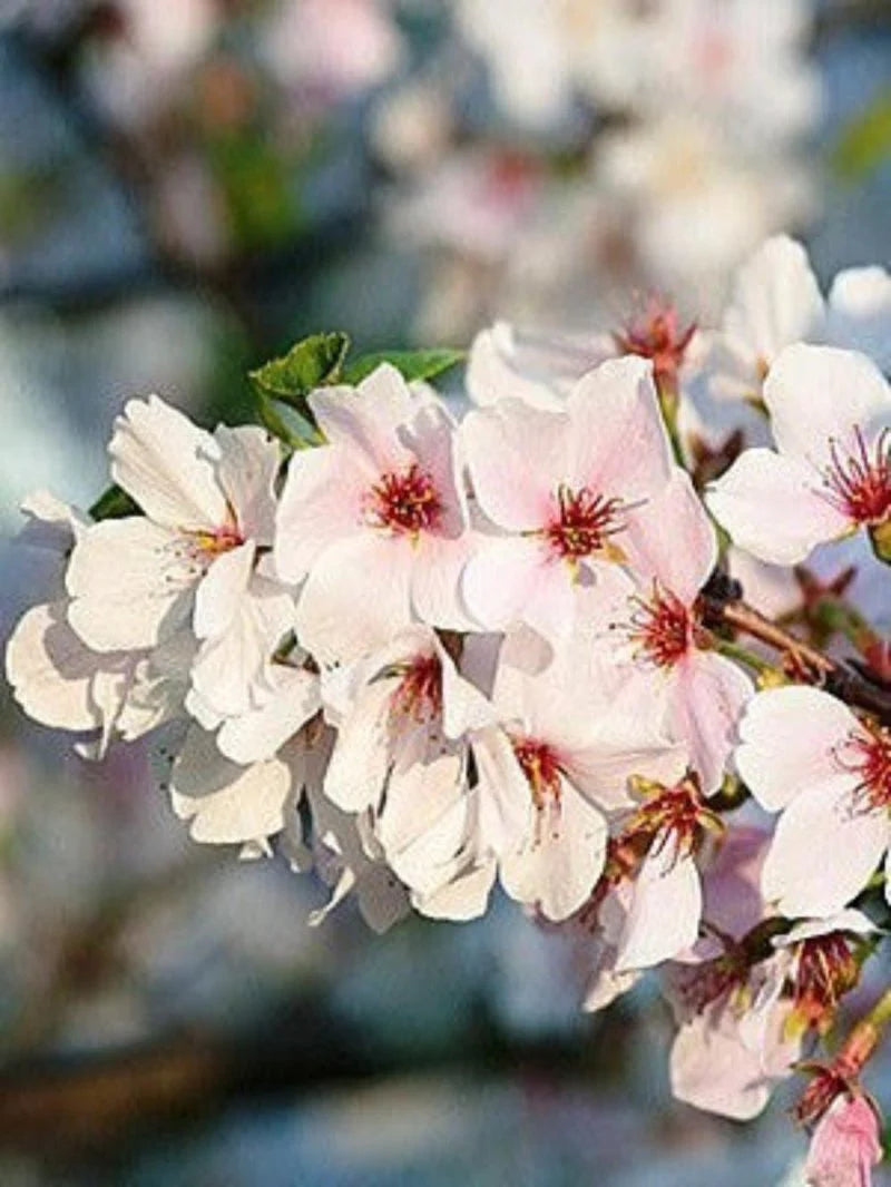 Yoshino Flower Seeds Planting