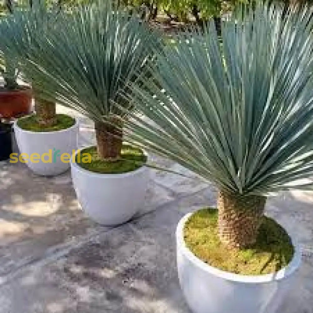 Yuca Rostrata Seeds For Planting Hardy Tree Landscape Plant Seed