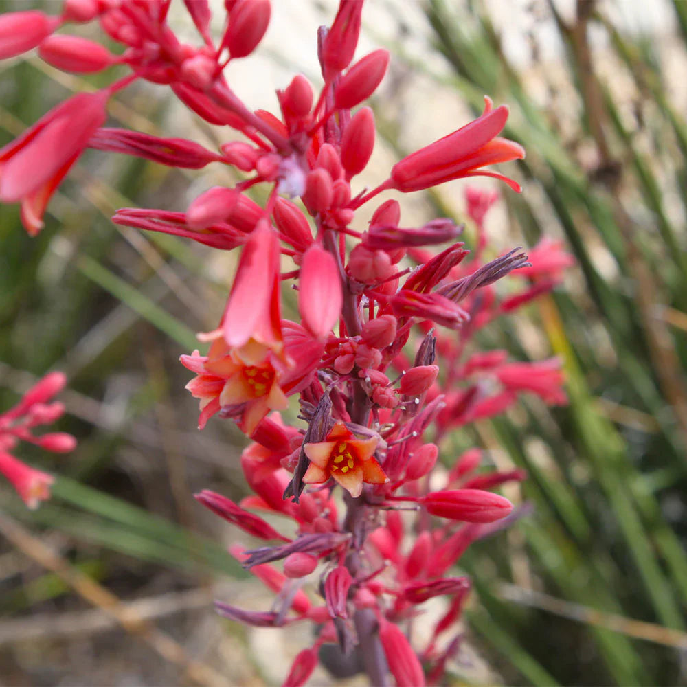 Yucca Desert Red Flower Seeds for Planting