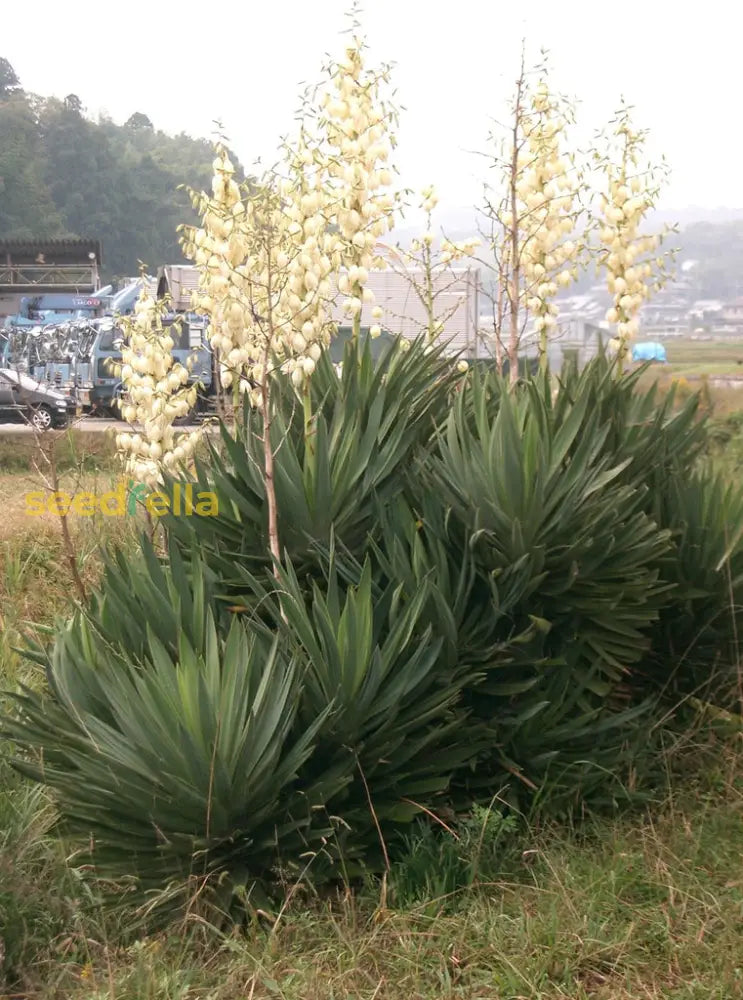 Yucca Gloriosa Tree Seeds Planting Guide