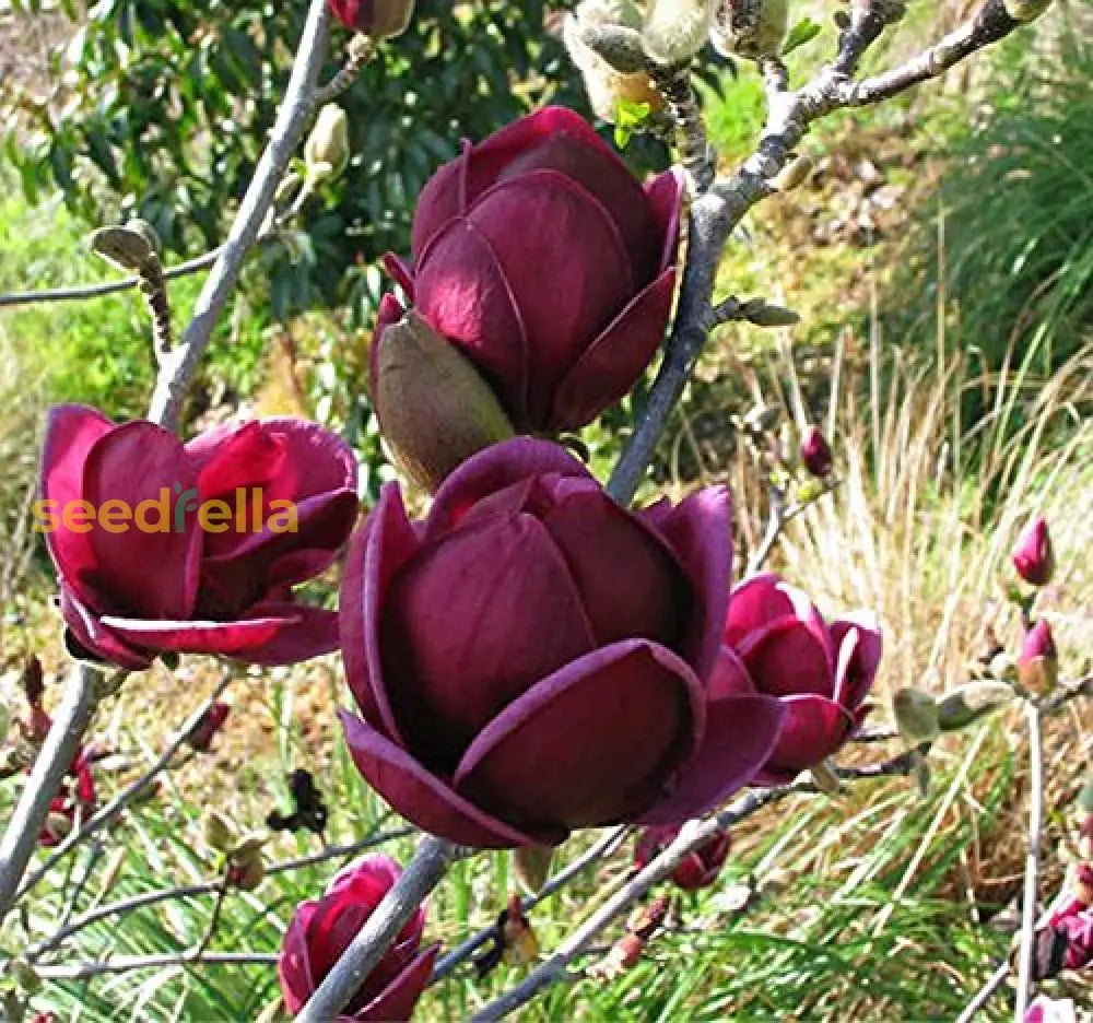 Yulan Magnolia Flower Planting Seeds