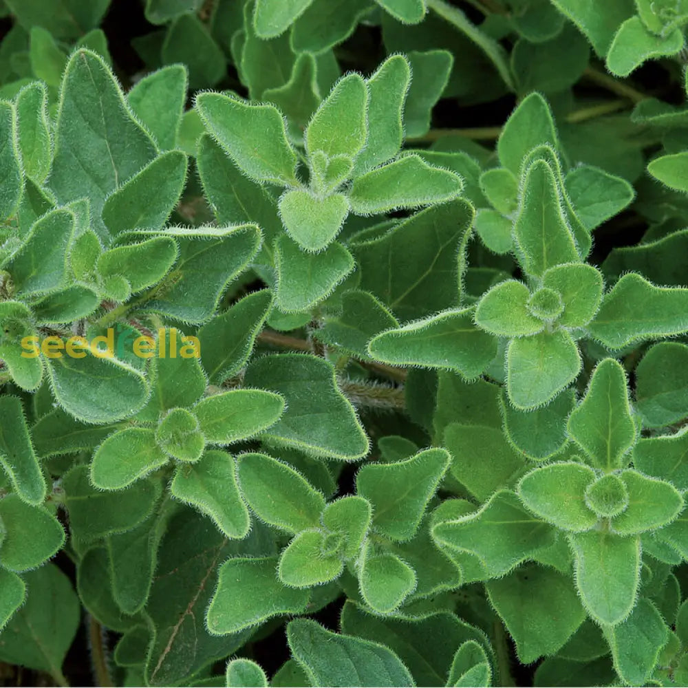 Zaatar Plant Seeds Planting
