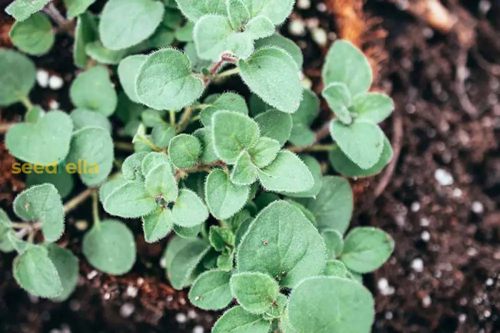 Zaatar Plant Seeds Planting