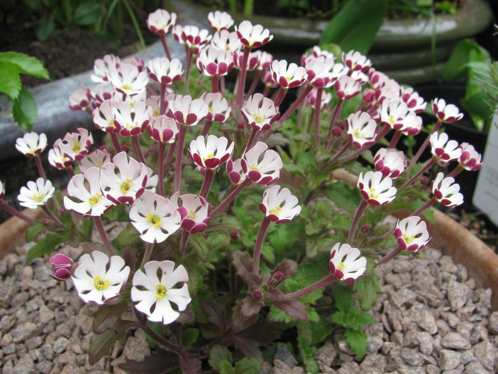White Pink Zaluzianskya Flower Seeds - Flower seeds for Planting - Vibrant Colors, Heirloom & GMO Free Seeds for Home Ga