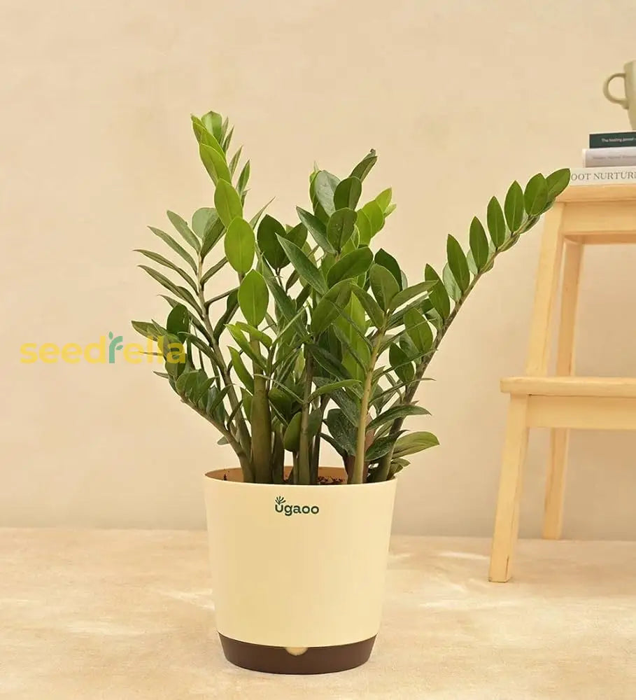 Zamioculcas Zamiifolia Plant Seeds For Planting Seed Thriving Indoor Greenery And Easy Care In