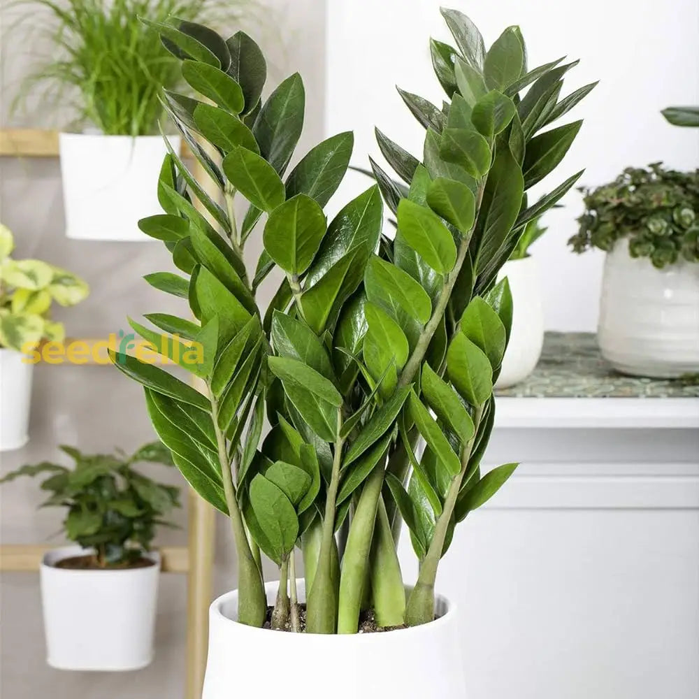 Zamioculcas Zamiifolia Plant Seeds For Planting Seed Thriving Indoor Greenery And Easy Care In