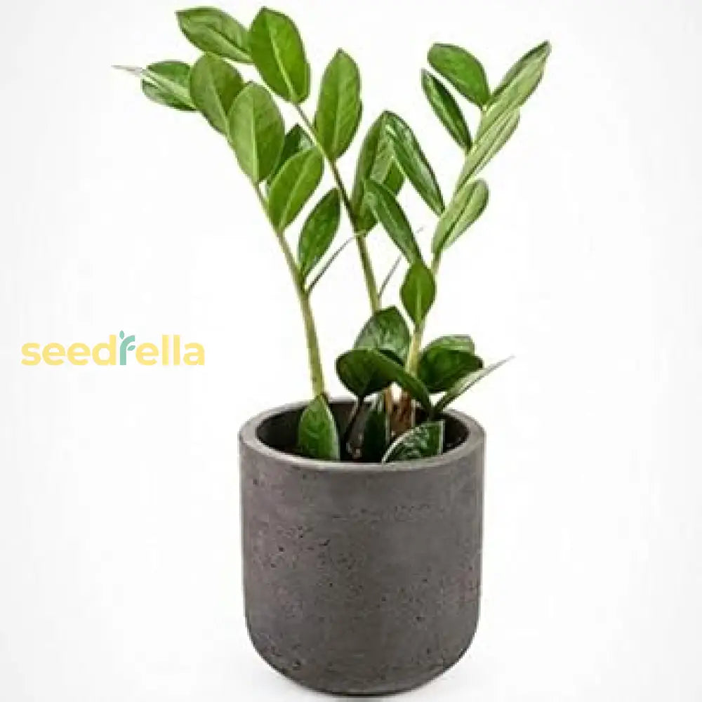 Zamioculcas Zamiifolia Plant Seeds For Planting Seed Thriving Indoor Greenery And Easy Care In
