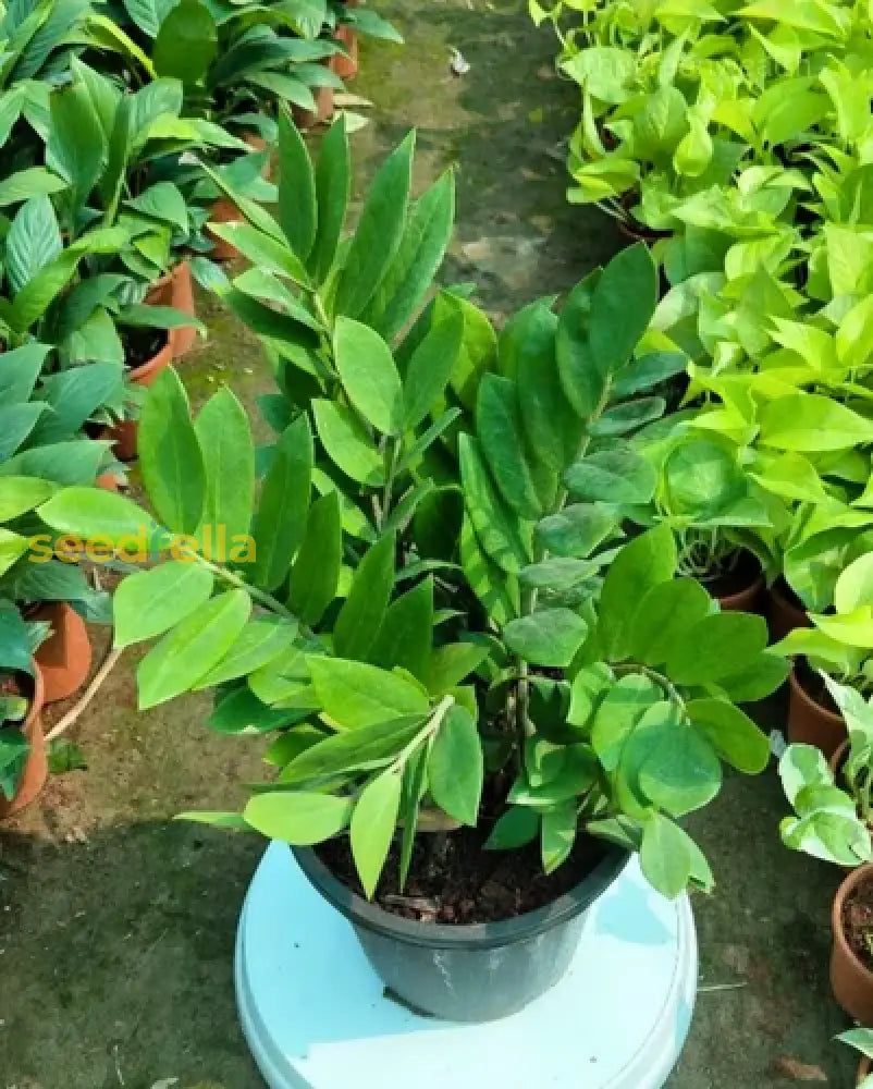 Zamioculcas Zamiifolia Seeds For Easy Planting Plant Seeds