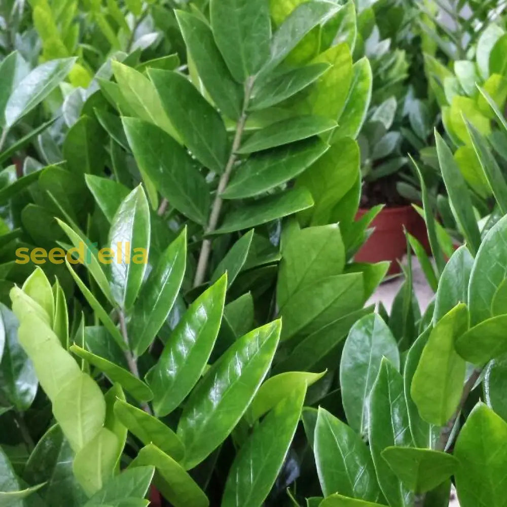 Zamioculcas Zamiifolia Seeds For Easy Planting Plant Seeds