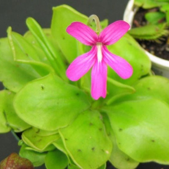 Butterwort Seeds for Planting: Grow Your Own Flower Plants