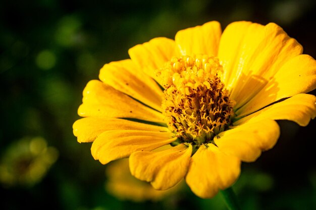 Yellow Zinnia Elegans Flower seeds for Planting - Premium Quality, Heirloom & GMO Free Seeds for Home Garden