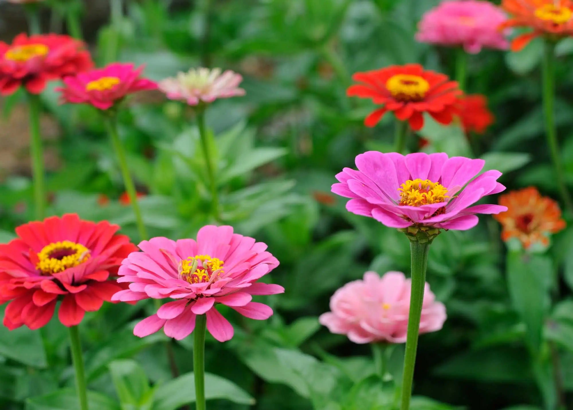 Zinnia Plants Creating a Bright Garden Border