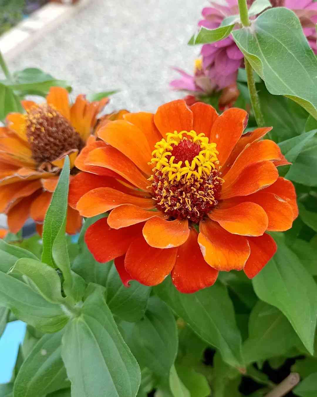Orange Red Zinnia Flower seeds blooming in flower beds, containers, borders, and pollinator-friendly gardens