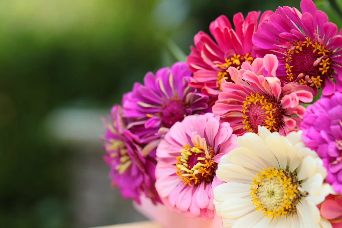 Light Pink Zinnia Flower seeds blooming in flower beds, containers, borders, and pollinator-friendly gardens