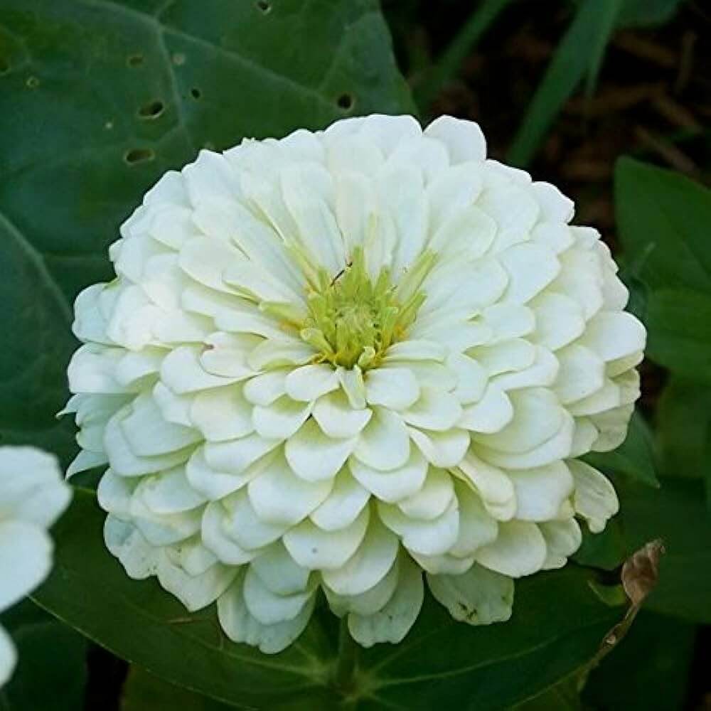 White Oklahoma Flower seeds for Planting - Bright Blooms, Heirloom & GMO Free Seeds for Home Garden