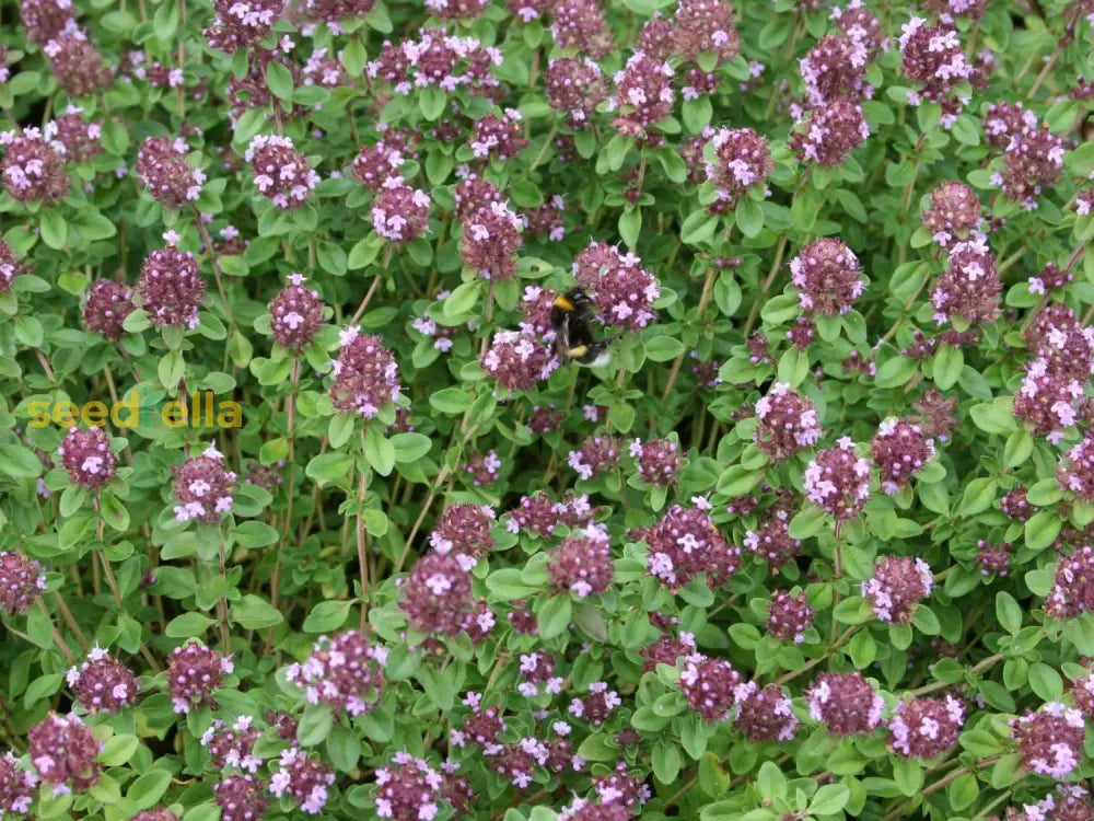 Zitronenthymian Seeds For Planting Plant Seeds