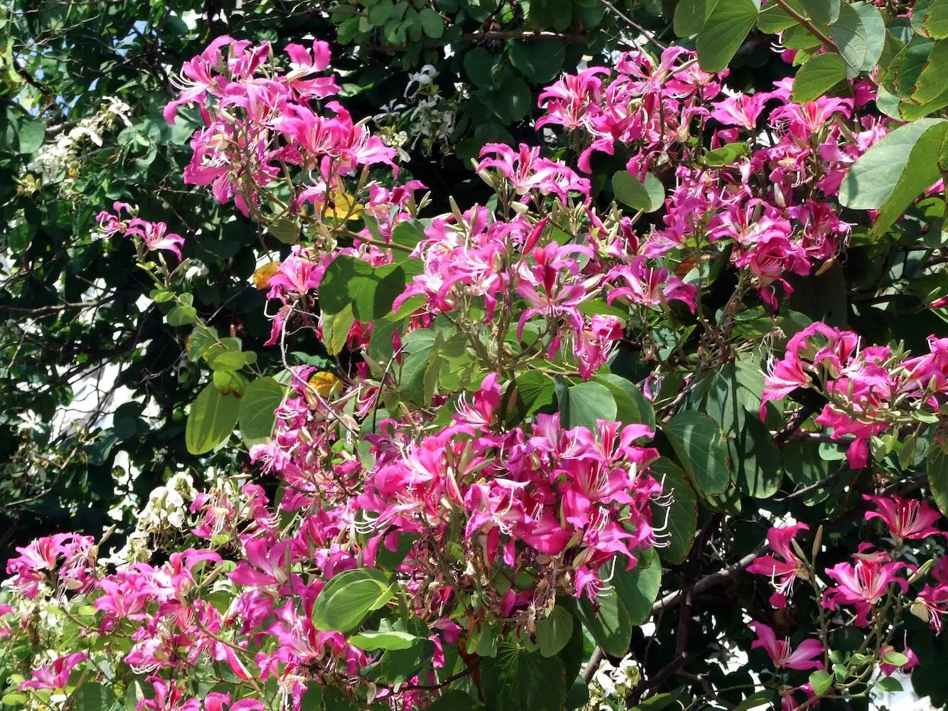 Bauhinia Flower seeds for Planting Cut Flower Favorite Heirloom & GMO Free Seeds for Home Garden