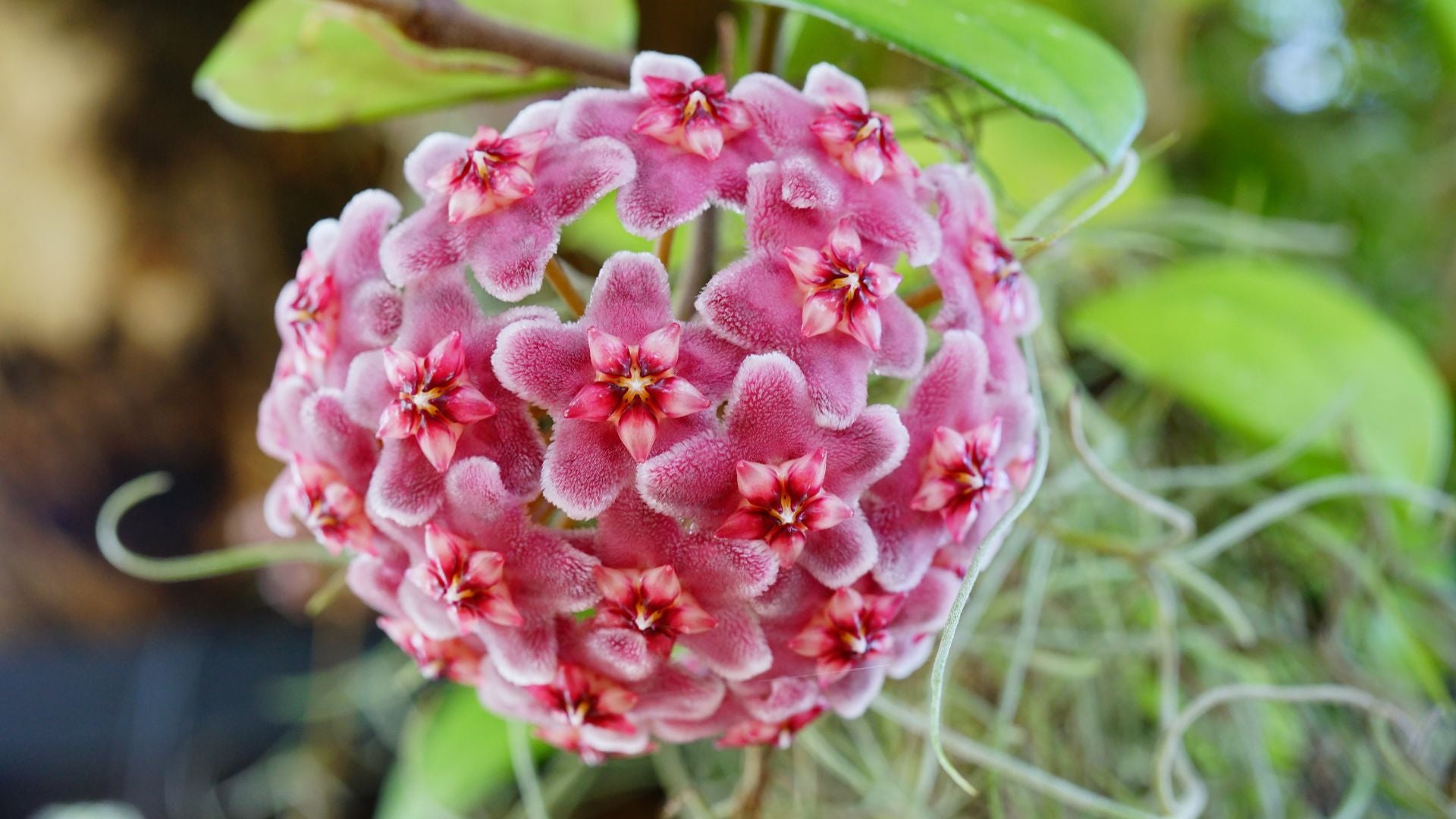 White Pink Hoya Flower Seeds for Planting Premium Quality Heirloom & GMO Free Seeds for Home Garden
Sale
