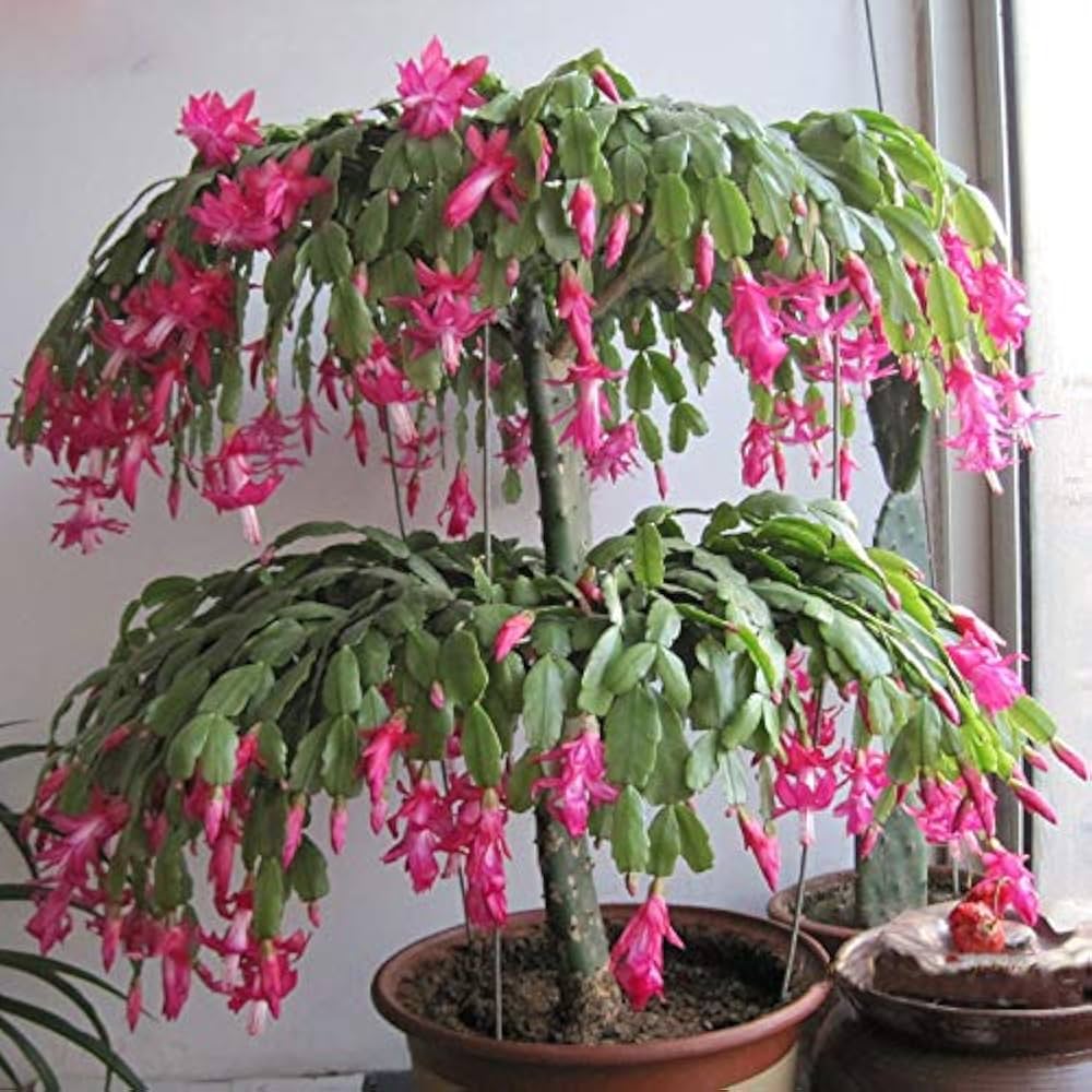 Zygocactus Truncatus Plant in Hanging Basket