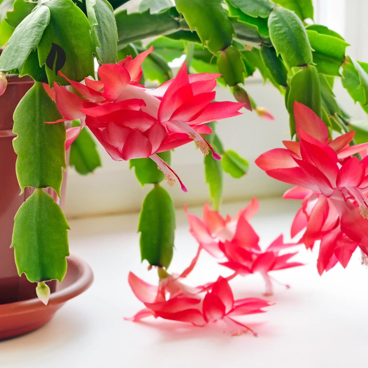 Schlumbergera Peach Flower seeds for Planting - Shade Tolerant, Heirloom & GMO Free Seeds for Home Garden