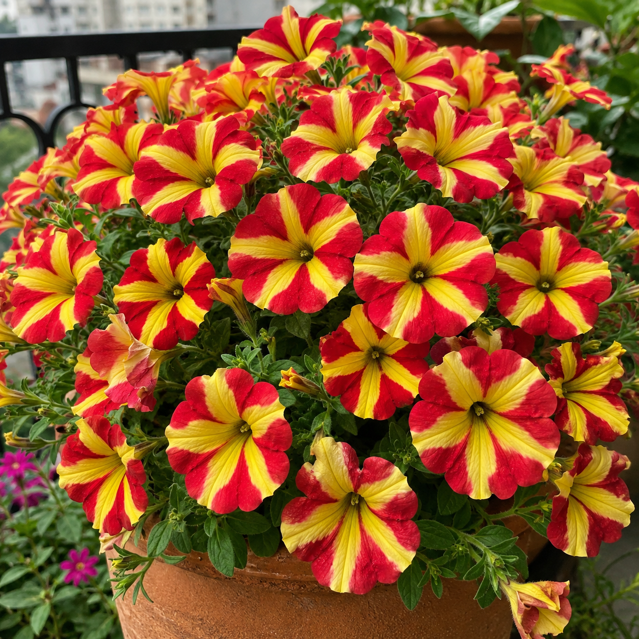 Red & Yellow Petunia Flower Planting Guide for Home Gardens
