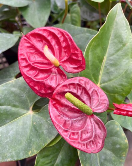 Red Anthurium Flower seeds for Planting - Vibrant Colors, Heirloom & GMO Free Seeds for Home Garden