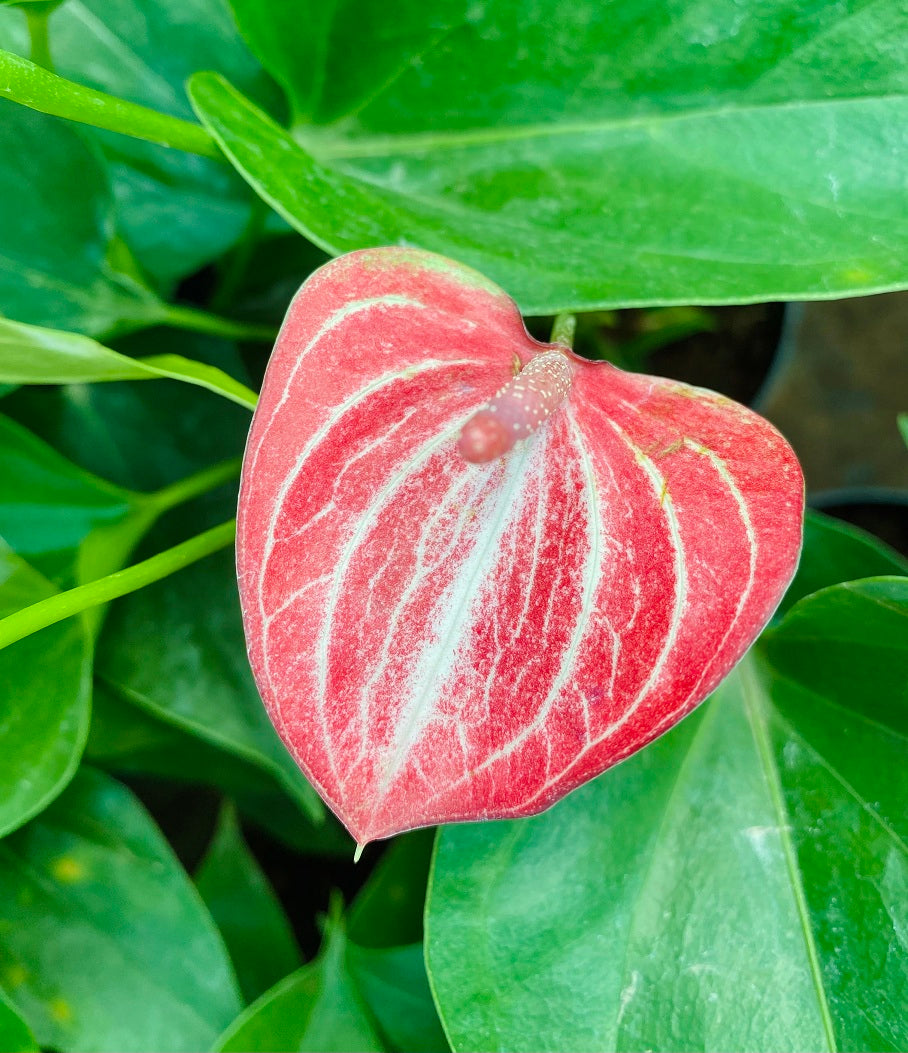 Red White Anthurium for Planting Cut Flower Favorite Heirloom & GMO Free Seeds for Home Garden
 
 Sale