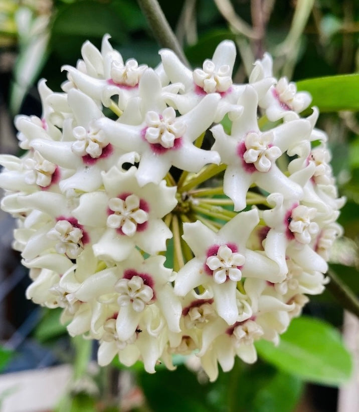 Hoya Flower seeds for Planting Colorful Display Heirloom & GMO Free Seeds for Home Garden