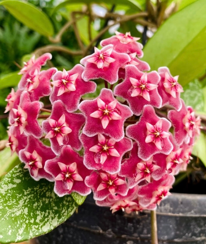 Hoya Kerrii for Planting - Easy to Grow, Heirloom & GMO Free Seeds for Home Garden