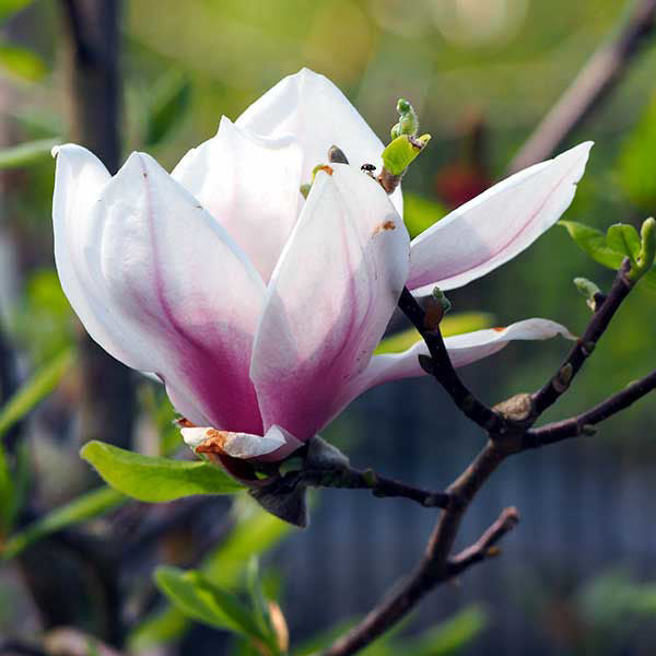 Light Pink Yulan Flower seeds for Planting - Vibrant Colors, Heirloom & GMO Free Seeds for Home Garden