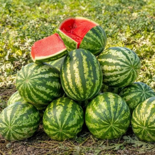 Klondike Watermelon Seeds for Planting  Sweet & Juicy Melons