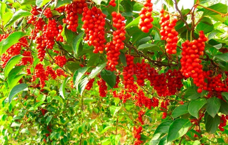 Sarsaparilla Nostrana Seeds for Planting  Grow Unique Fruit in Your Garden