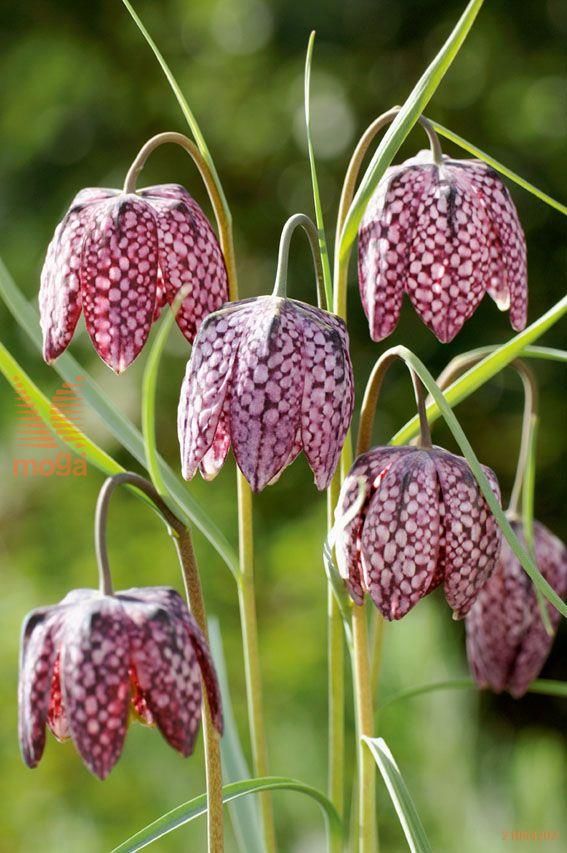 Fritillaria Flower seeds for Planting - Colorful Display, Heirloom & GMO Free Seeds for Home Garden
