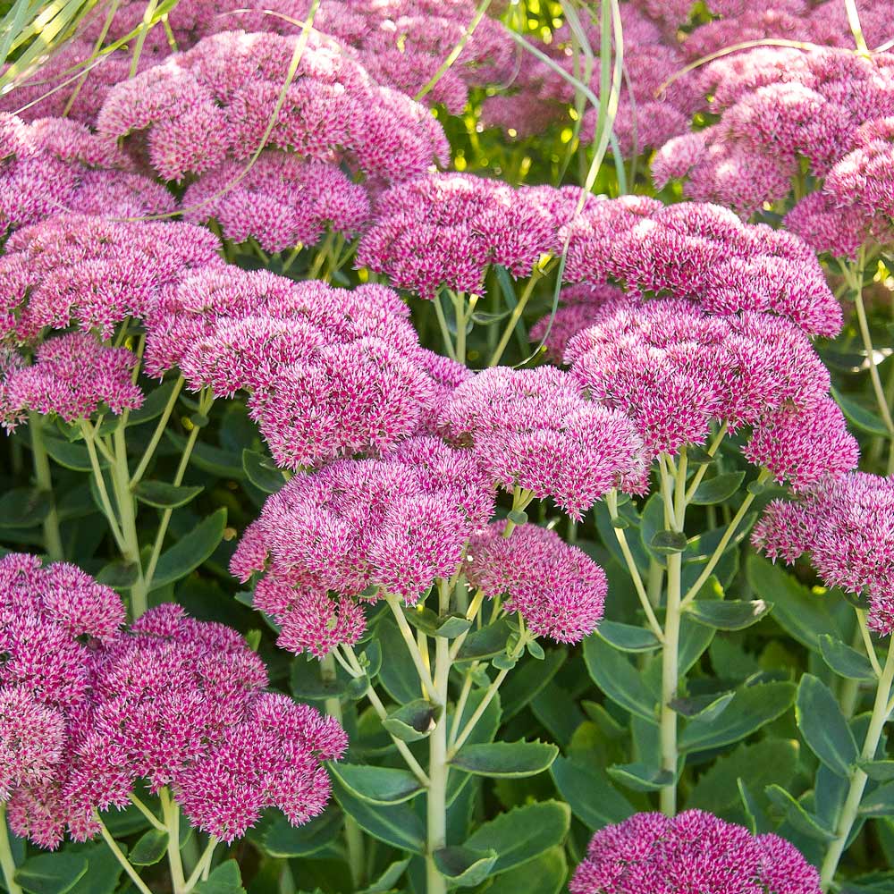 Sedum Emperors Flower seeds for Planting - Fragrant Blossoms, Heirloom & GMO Free Seeds for Home Garden